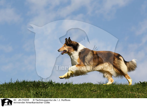 rennender Amerikanischer Collie / JH-15245