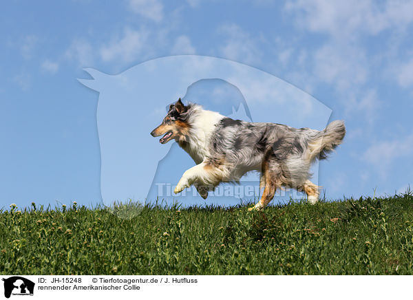 rennender Amerikanischer Collie / JH-15248