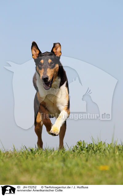 rennender Amerikanischer Collie / JH-15252