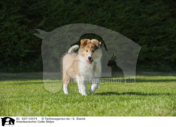 Amerikanischer Collie Welpe / American Collie Puppy / SST-10474