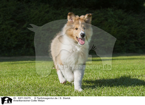 Amerikanischer Collie Welpe / American Collie Puppy / SST-10475