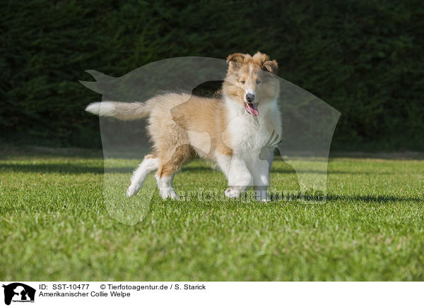 Amerikanischer Collie Welpe / American Collie Puppy / SST-10477