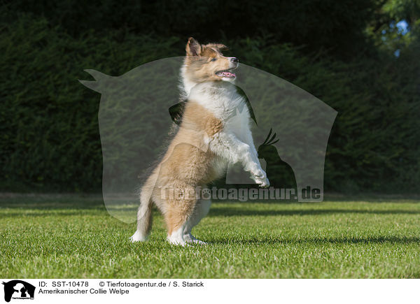 Amerikanischer Collie Welpe / American Collie Puppy / SST-10478
