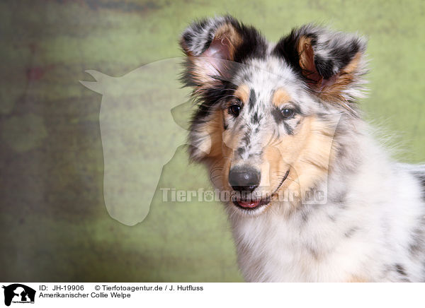Amerikanischer Collie Welpe / JH-19906