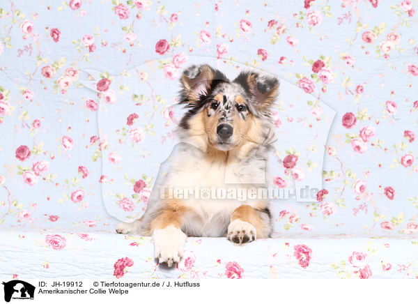 Amerikanischer Collie Welpe / JH-19912