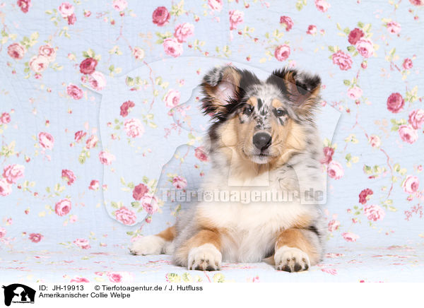 Amerikanischer Collie Welpe / JH-19913