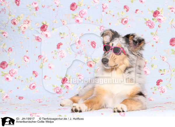 Amerikanischer Collie Welpe / American Collie puppy / JH-19917
