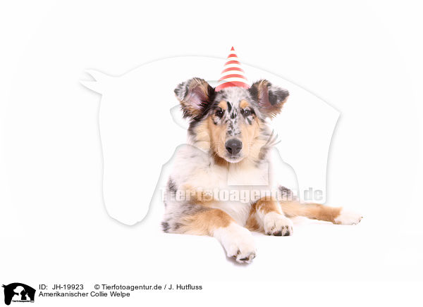 Amerikanischer Collie Welpe / JH-19923
