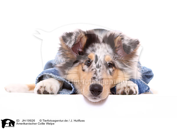 Amerikanischer Collie Welpe / American Collie puppy / JH-19926