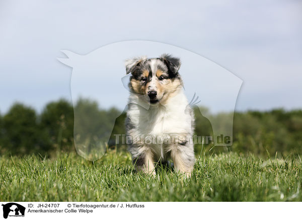 Amerikanischer Collie Welpe / JH-24707