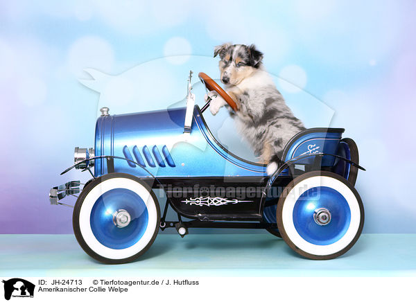 Amerikanischer Collie Welpe / JH-24713