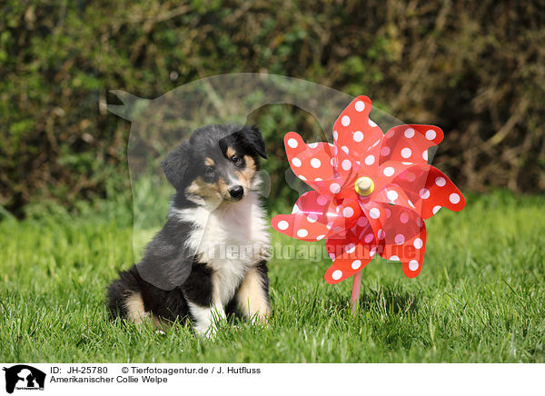 Amerikanischer Collie Welpe / American Collie Puppy / JH-25780