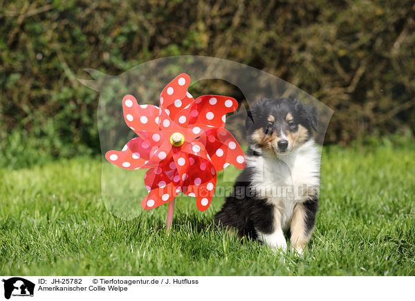 Amerikanischer Collie Welpe / American Collie Puppy / JH-25782