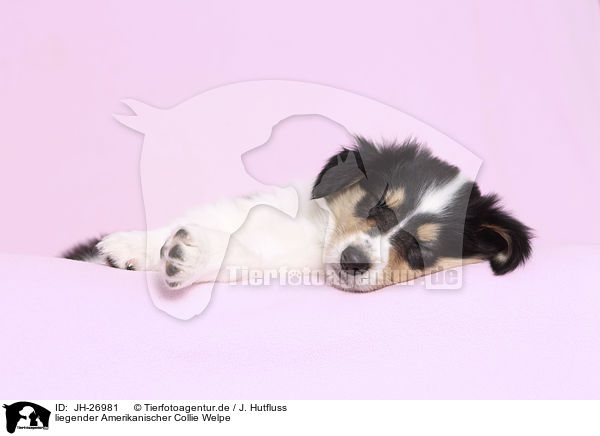 liegender Amerikanischer Collie Welpe / lying American Collie Puppy / JH-26981