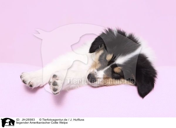 liegender Amerikanischer Collie Welpe / lying American Collie Puppy / JH-26983