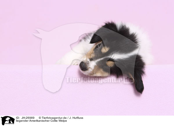 liegender Amerikanischer Collie Welpe / JH-26989