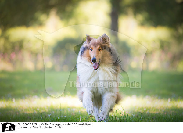 rennender Amerikanischer Collie / BS-07925