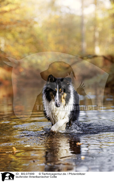 laufender Amerikanischer Collie / walking American Collie / BS-07999