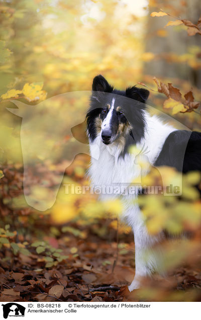 Amerikanischer Collie / BS-08218