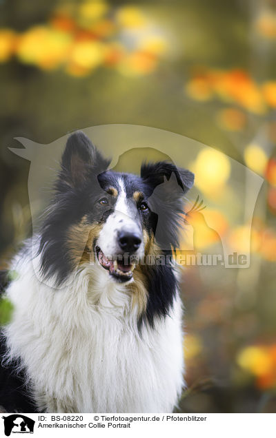 Amerikanischer Collie Portrait / BS-08220