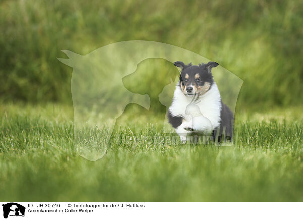 Amerikanischer Collie Welpe / JH-30746
