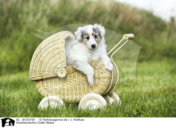Amerikanischer Collie Welpe / American Collie Puppy / JH-30750