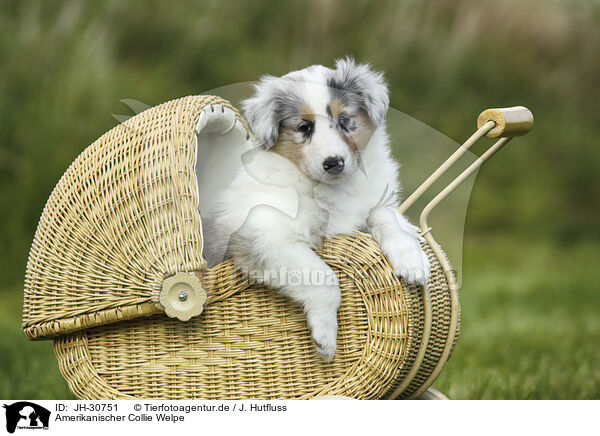 Amerikanischer Collie Welpe / JH-30751