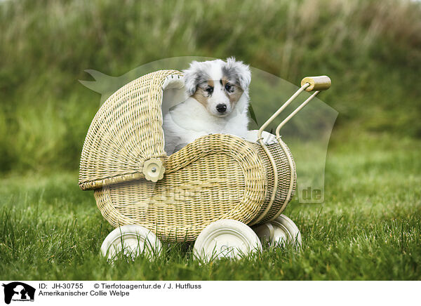 Amerikanischer Collie Welpe / American Collie Puppy / JH-30755
