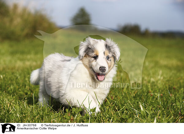 Amerikanischer Collie Welpe / JH-30768