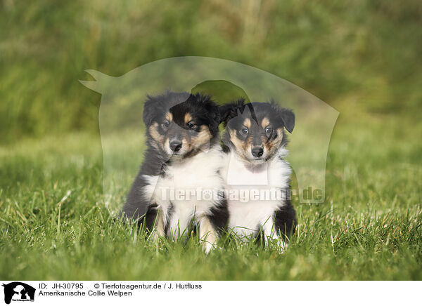 Amerikanische Collie Welpen / JH-30795