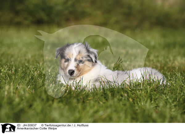 Amerikanischer Collie Welpe / JH-30837