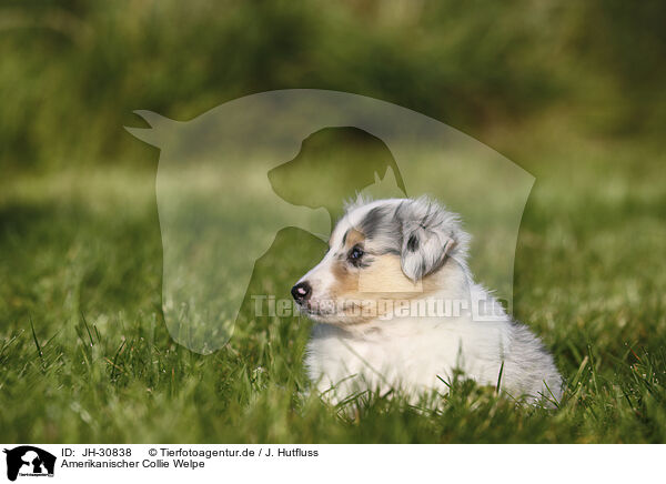 Amerikanischer Collie Welpe / JH-30838