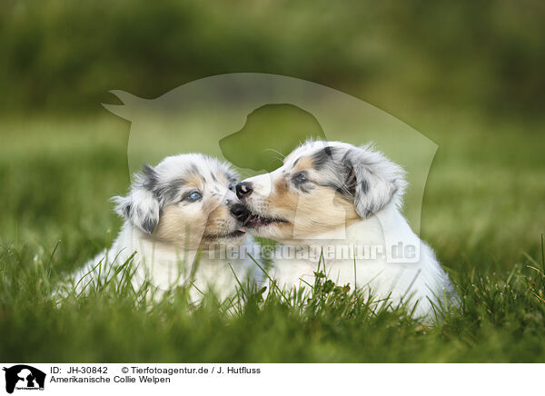 Amerikanische Collie Welpen / JH-30842