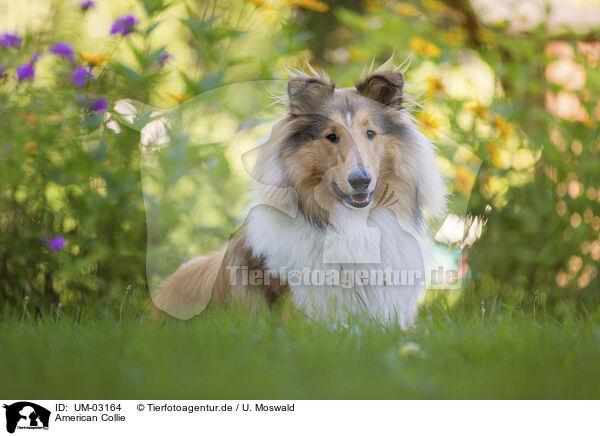 American Collie / American Collie / UM-03164