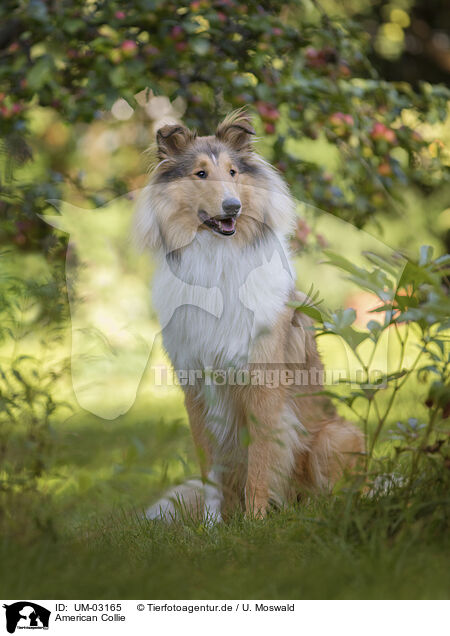 American Collie / American Collie / UM-03165