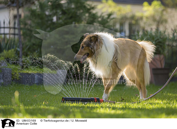 American Collie / American Collie / UM-03169