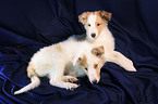 Amerikanischer Collie Welpe