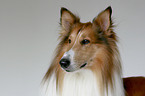 Amerikanischer Collie Portrait