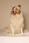 American Collie