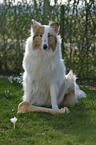 Ameriikanischer Collie mit Knochen