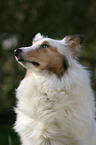 American Collie Portrait