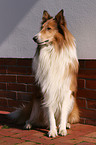 American Collie