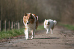 rennender Collie