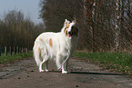 American Collie