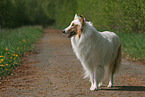 Amerikanischer Collie