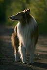 Amerikanischer Collie