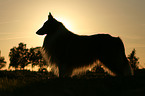 Collie im Sonnenuntergang