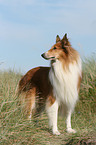 stehender Amerikanischer Collie