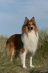 stehender Amerikanischer Collie