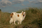 stehender Amerikanischer Collie